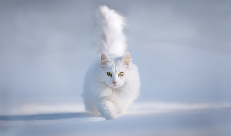 Светлана Нагорная | Полтава