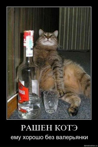 №8, Тоша Паханов, Москва №8, Тоша Паханов, Москва