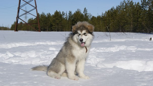 Алёна Птюшкина (Ваганова) | Новодвинск