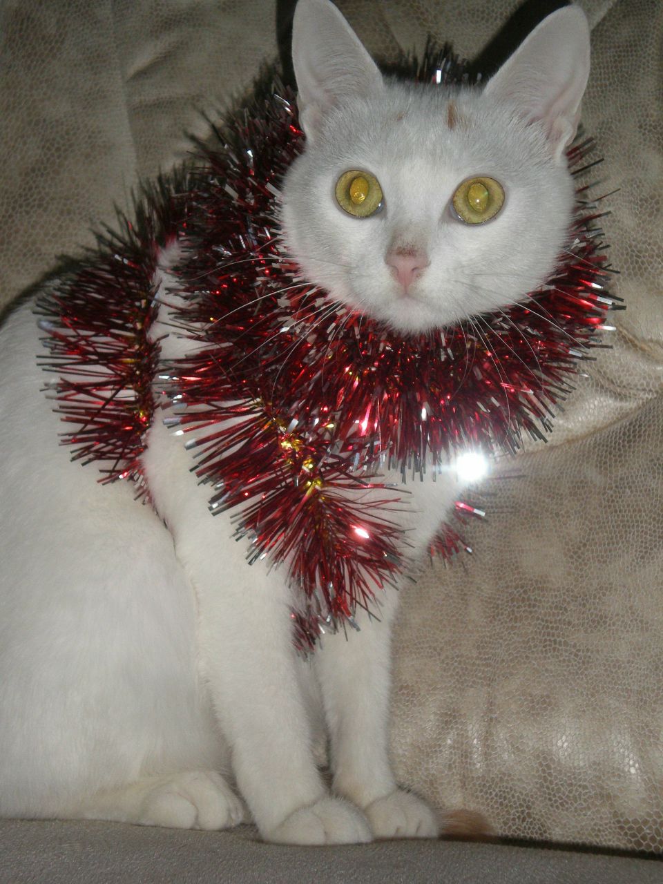 Анна Корягина | Запорожье