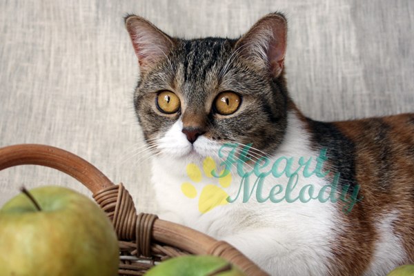 Анита Медведева (Heart Melody) | Санкт-Петербург