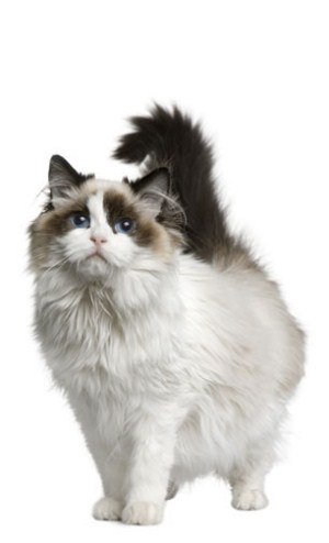 Kitty Yo | Москва