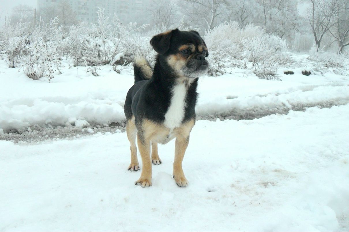 Игорь Волощук | Чехов