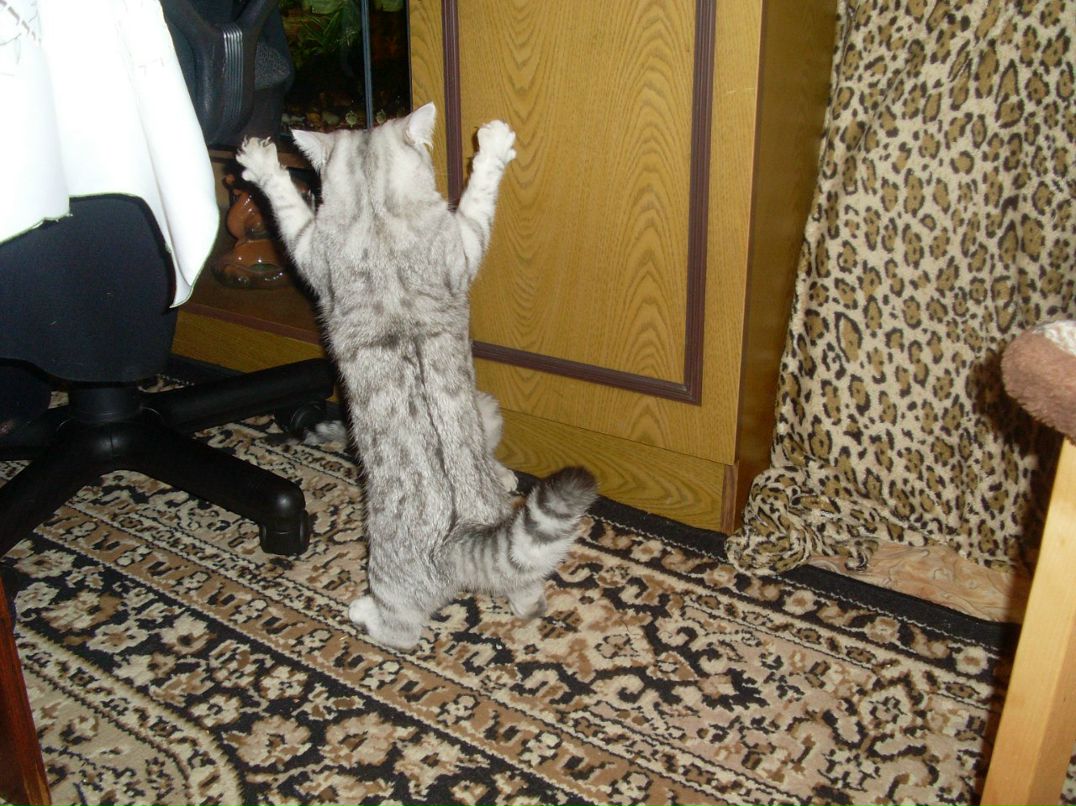 Дмитрий Ершов Перспективный | Верхний Уфалей