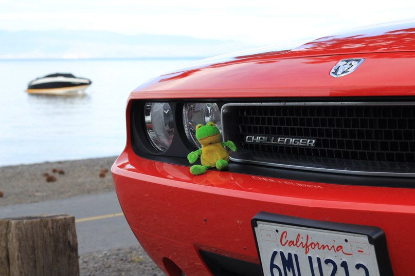 Лягуха Зырящая | Санкт-Петербург