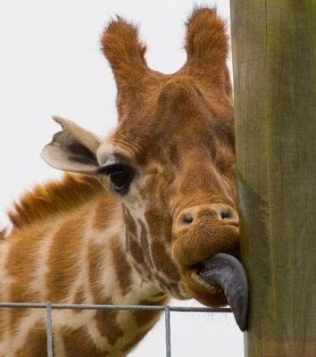 №107, Алексей Дудко №107, Алексей Дудко