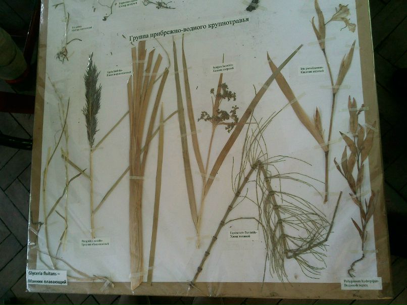 Мария Язовских | 