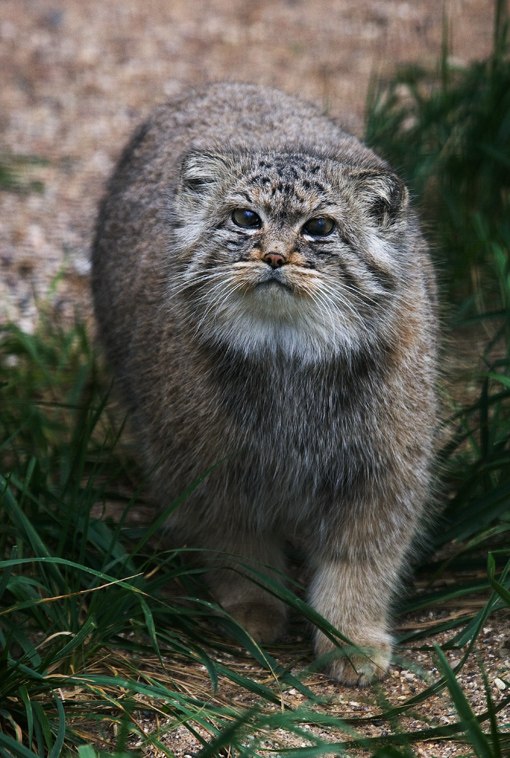 Шурик Ермашов | Реутов