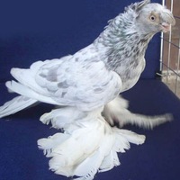 Николай Кригер