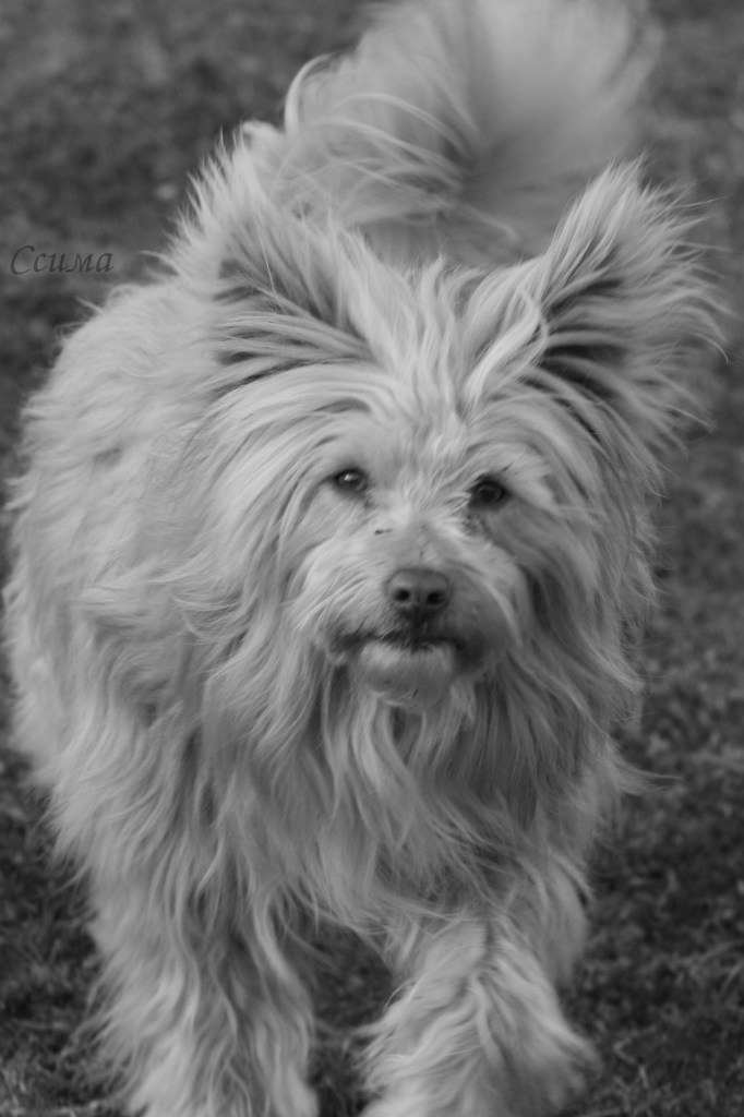 Света Репницкая | 