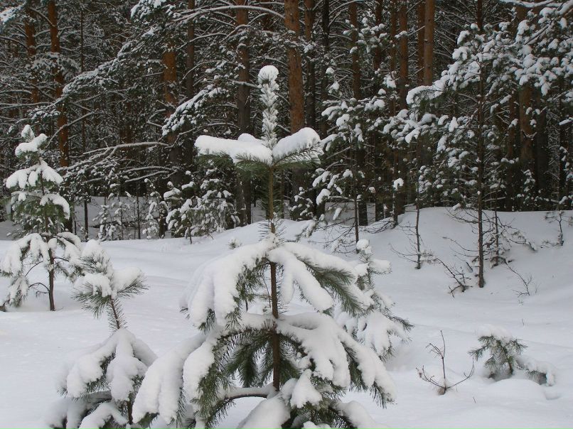 Алексей Друзин | Алатырь