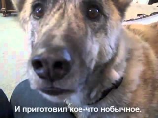 Говорящий пес (оригинал)