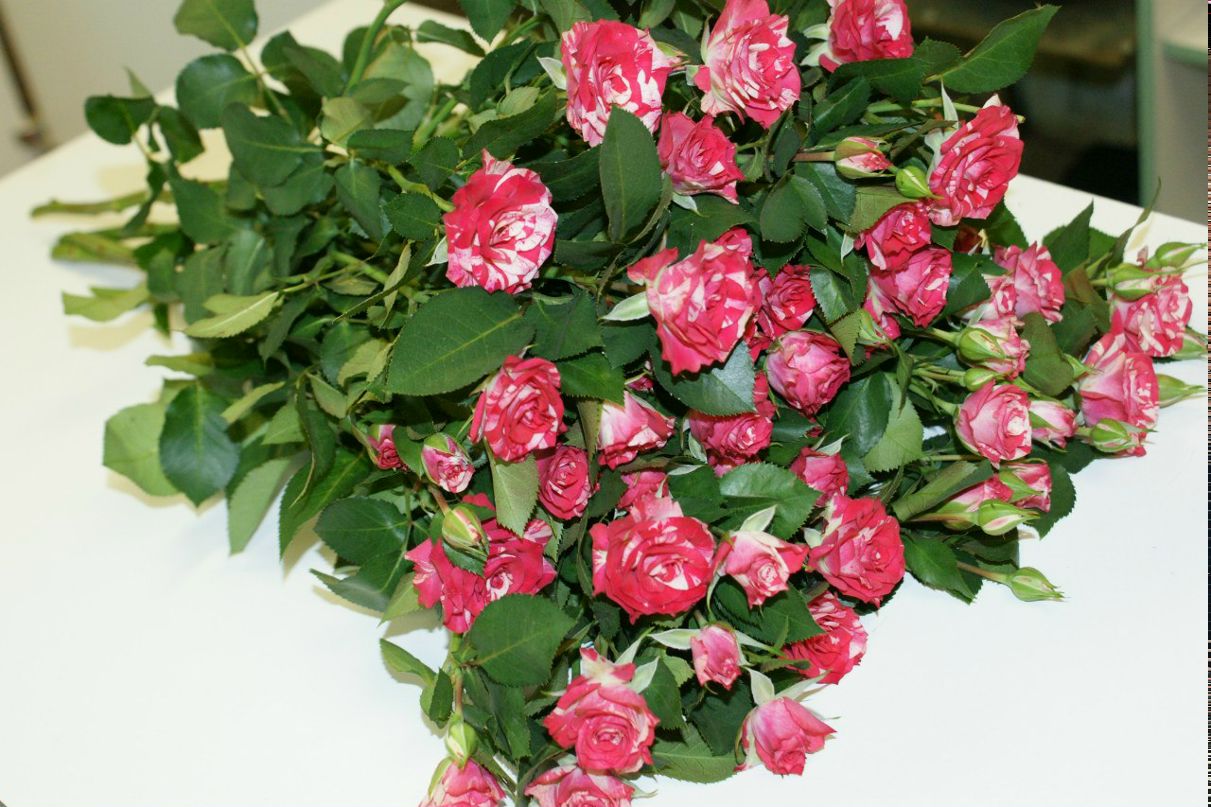 Оксана Башинская | Северодвинск