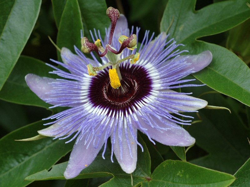 Кристина Ларина | Великий Новгород