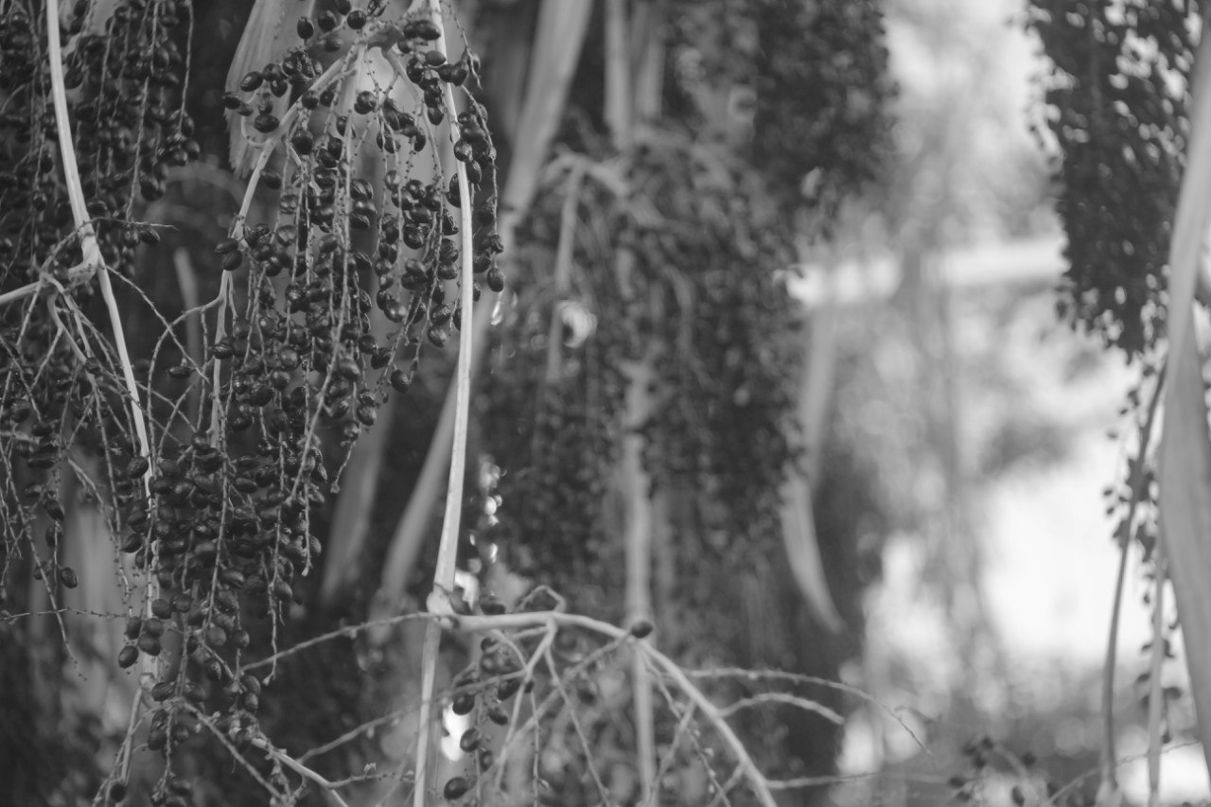 Илья Щербаков | Bat Yam