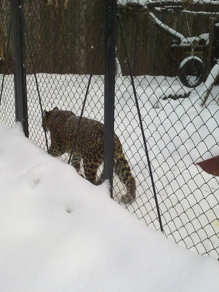 Валентин Пьянков | 