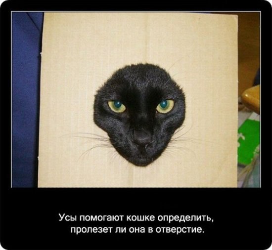 Ольга Банкова | Пенза