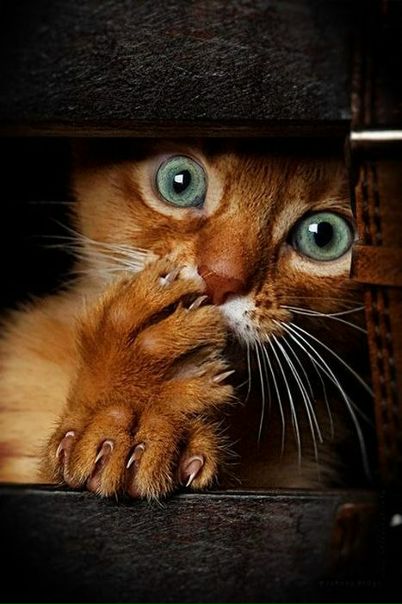 №48, Иннокентий Шниперсон №48, Иннокентий Шниперсон