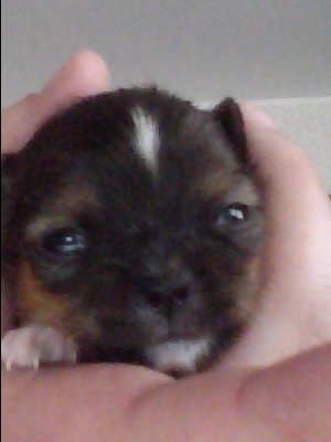 Дмитрий Белотелов Сергеевич | Ярославль