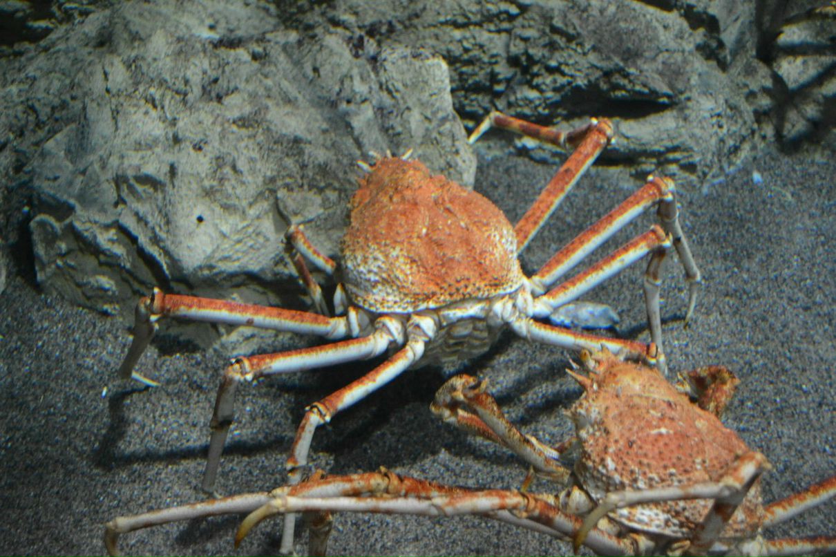 Елена Борыгина | Псков