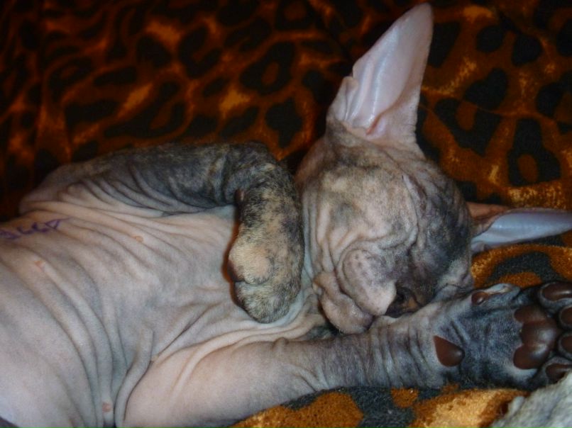 Слава Трошин | Череповец