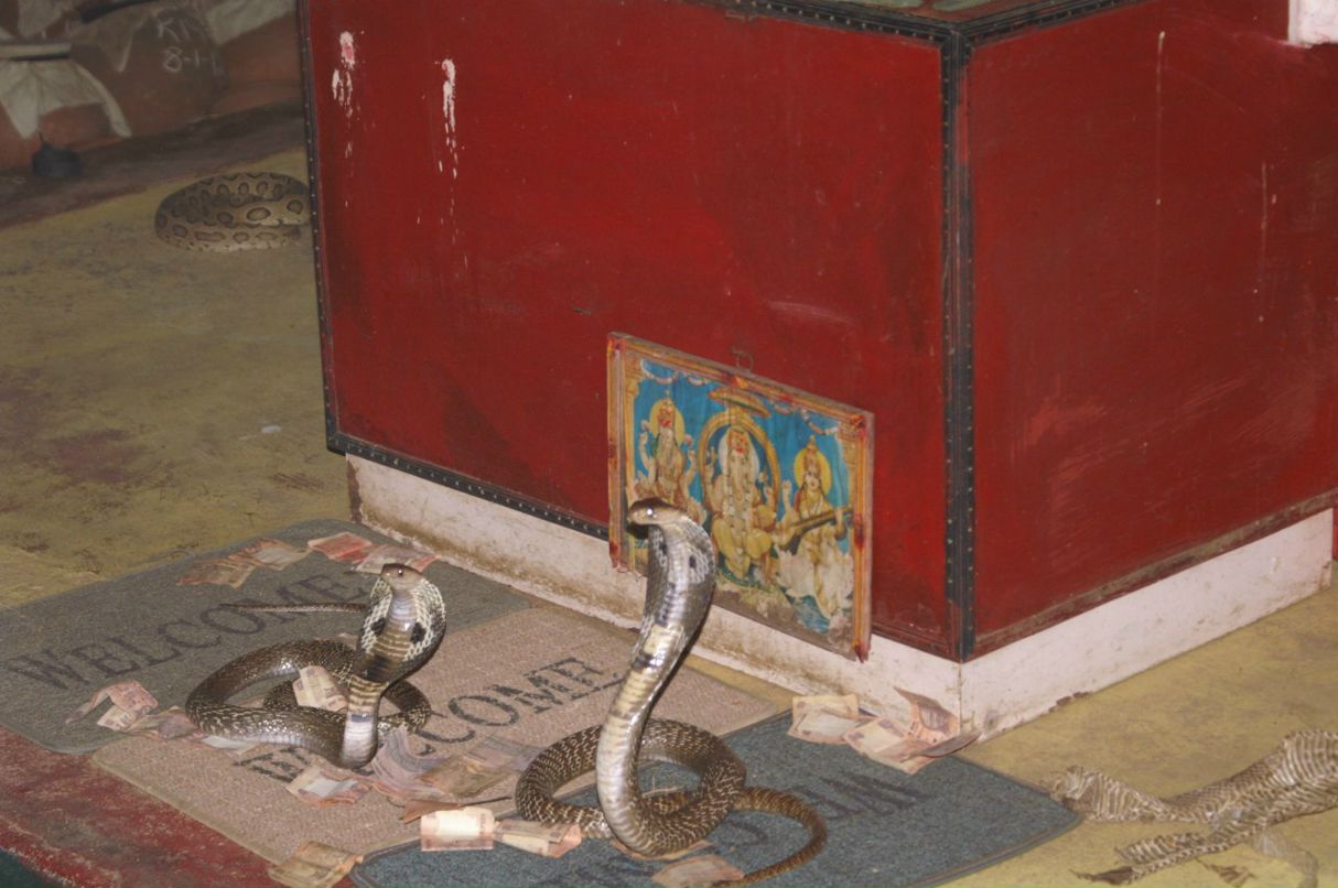 Ольга Кужель | Киев