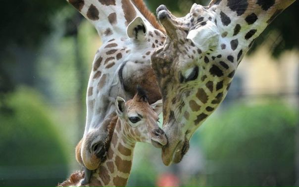 №86, Alyona Lobanova, Киев №86, Alyona Lobanova, Киев