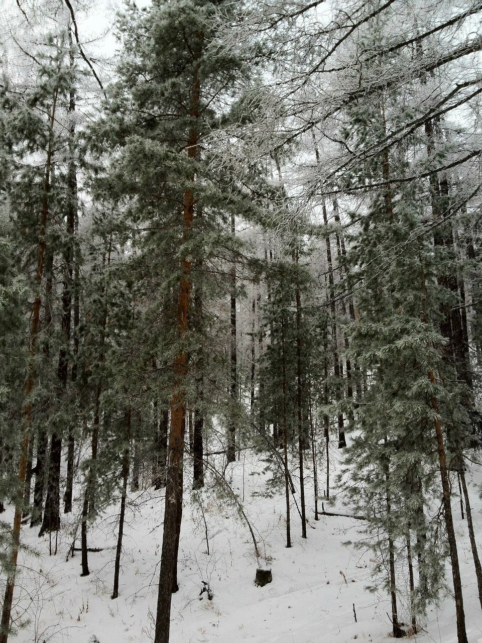 Василий Голосов | Киров