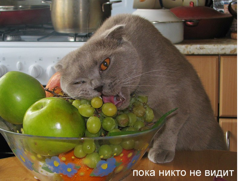 Nira Zakovirka | Москва