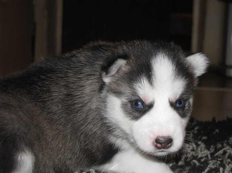 Андрей Власов | Хабаровск