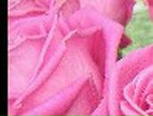 Лариса Аксёнова | Белорецк