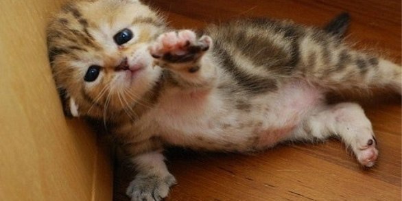 Александр Климович | Волгодонск