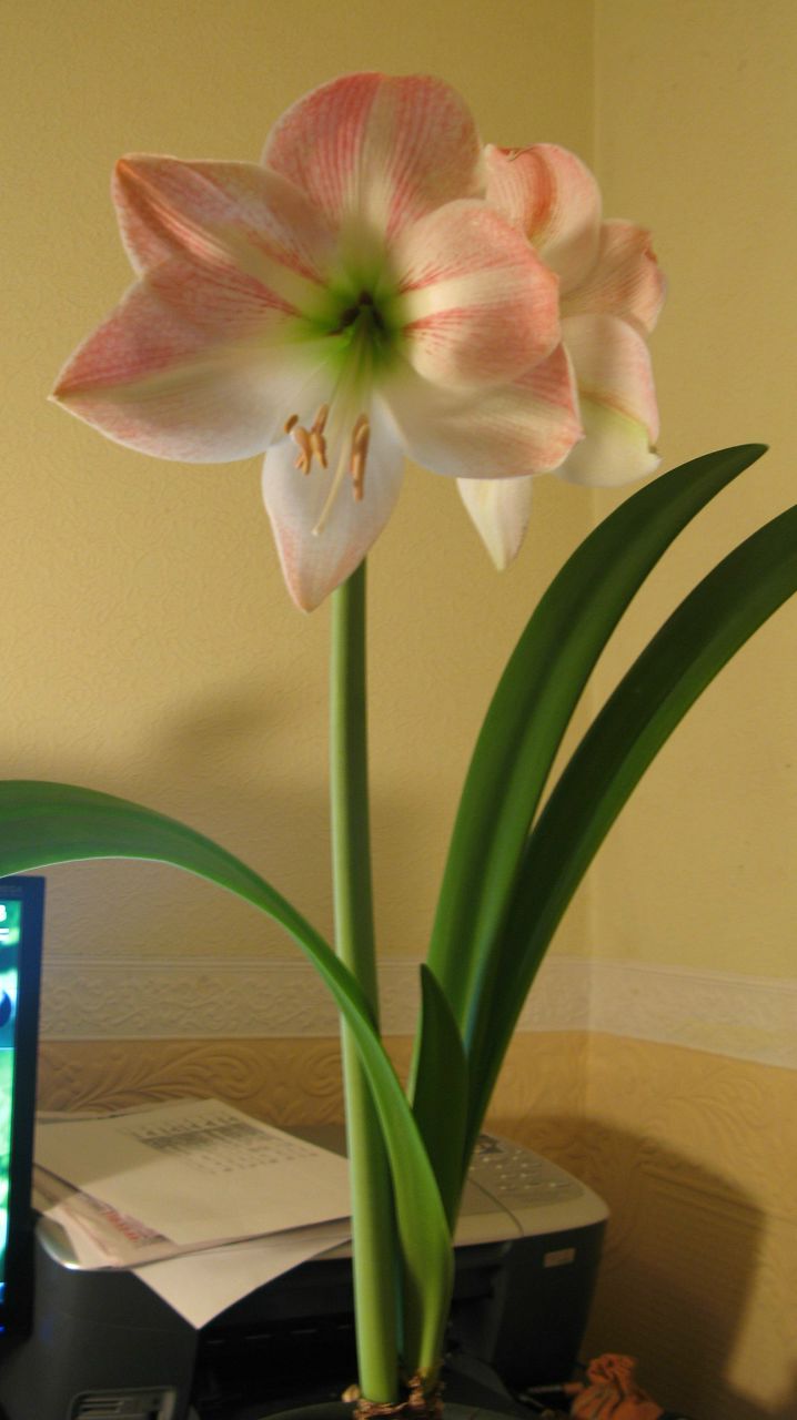 Татьяна Мирошниченко | Санкт-Петербург