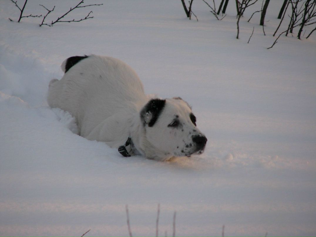 Алексей Гончаров | Мурманск