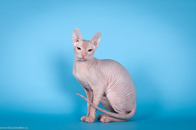 Анна Высоцкая | Томск