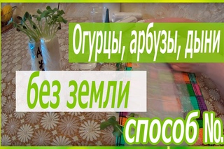 РАССАДА ОГУРЦА,АРБУЗА И ДЫНИ БЕЗ ЗЕМЛИ!!!ОТЛИЧНЫЙ СПОСОБ №1