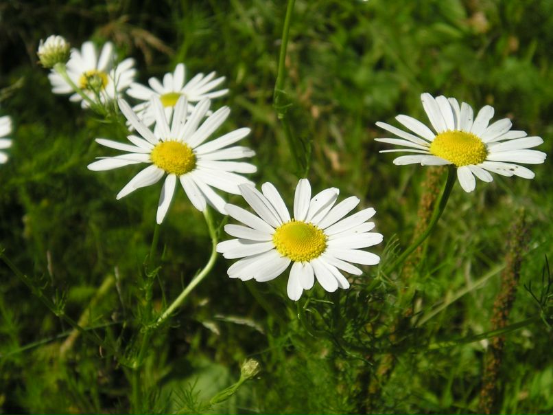 Наталья Коршунова | Санкт-Петербург