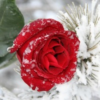 Светлана Раннева