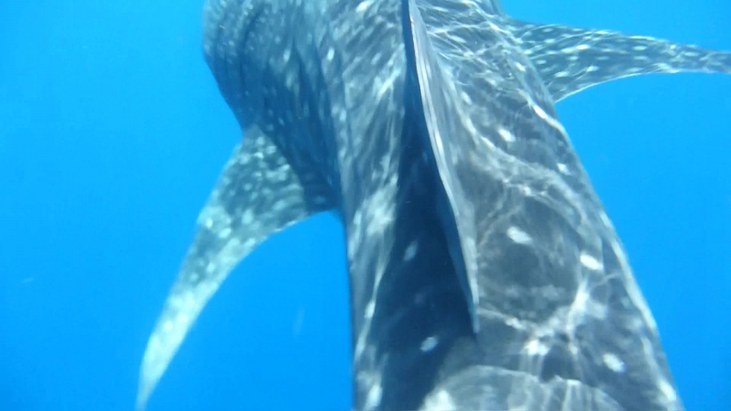 Whale Shark Eilat 5