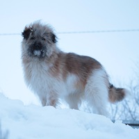 Марина Молчанова