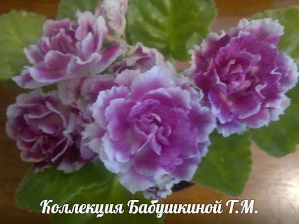 Минзиля Сулейманова (Ахметшина), Россия, Лениногорск