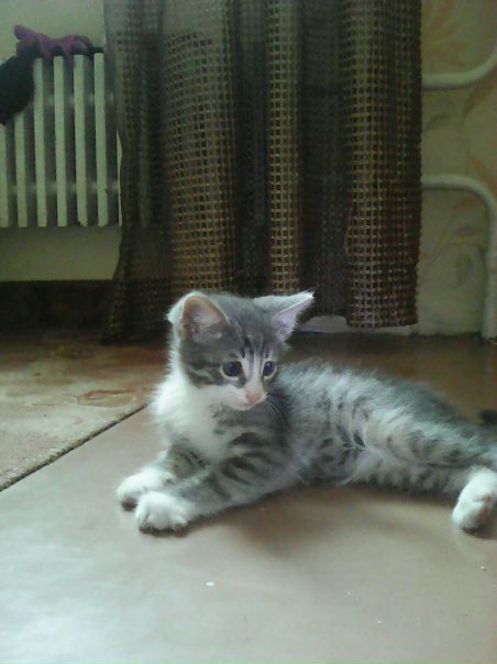 Polina Piakida, Россия, Тольятти