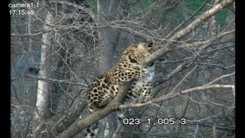 Leo 80 M на