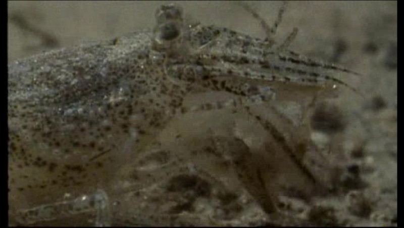 BBC Natural World 1995 The Riddle of the Sands Web
