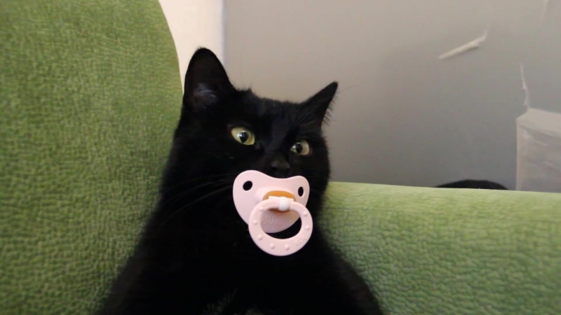 кошка Стешка не отдает