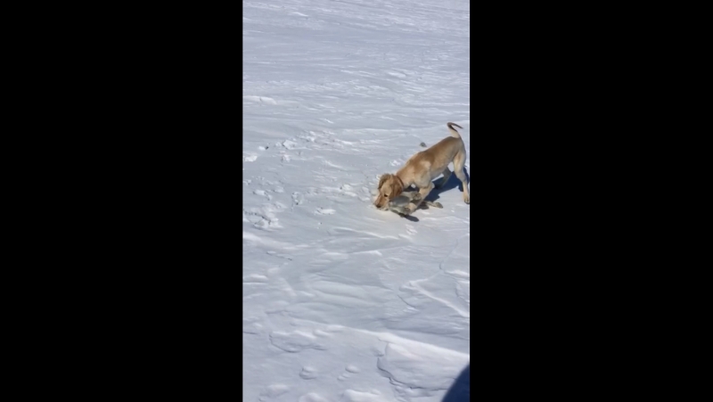 Туйгын коянга ауыздандыру