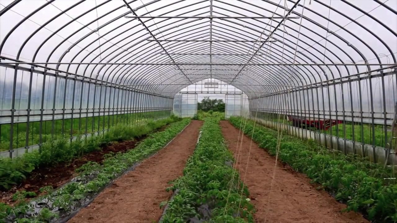 Penanaman tomat organik di Green