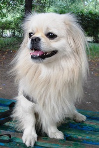 Сергей Шевченко