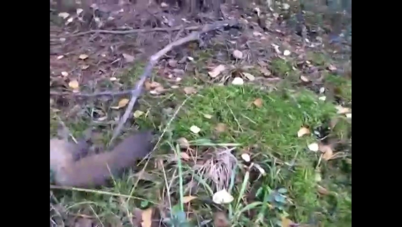 Охота с гончими...нашли куницу.