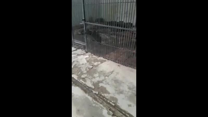 Жұма-тигр😂 видосик от Ержана👑👑💟💟💗😂
